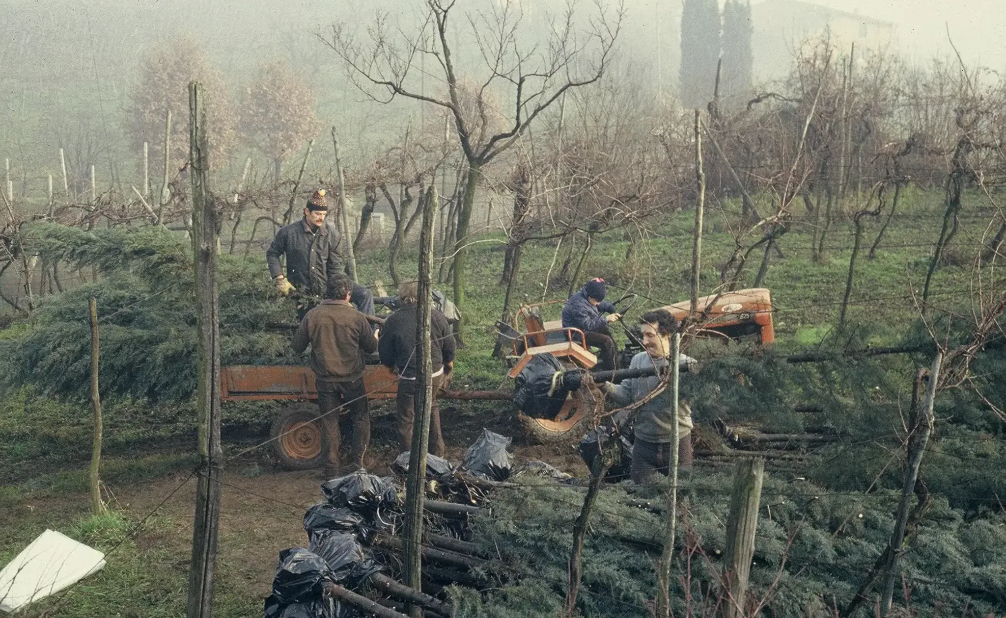 GIORNATA ALBERI000047