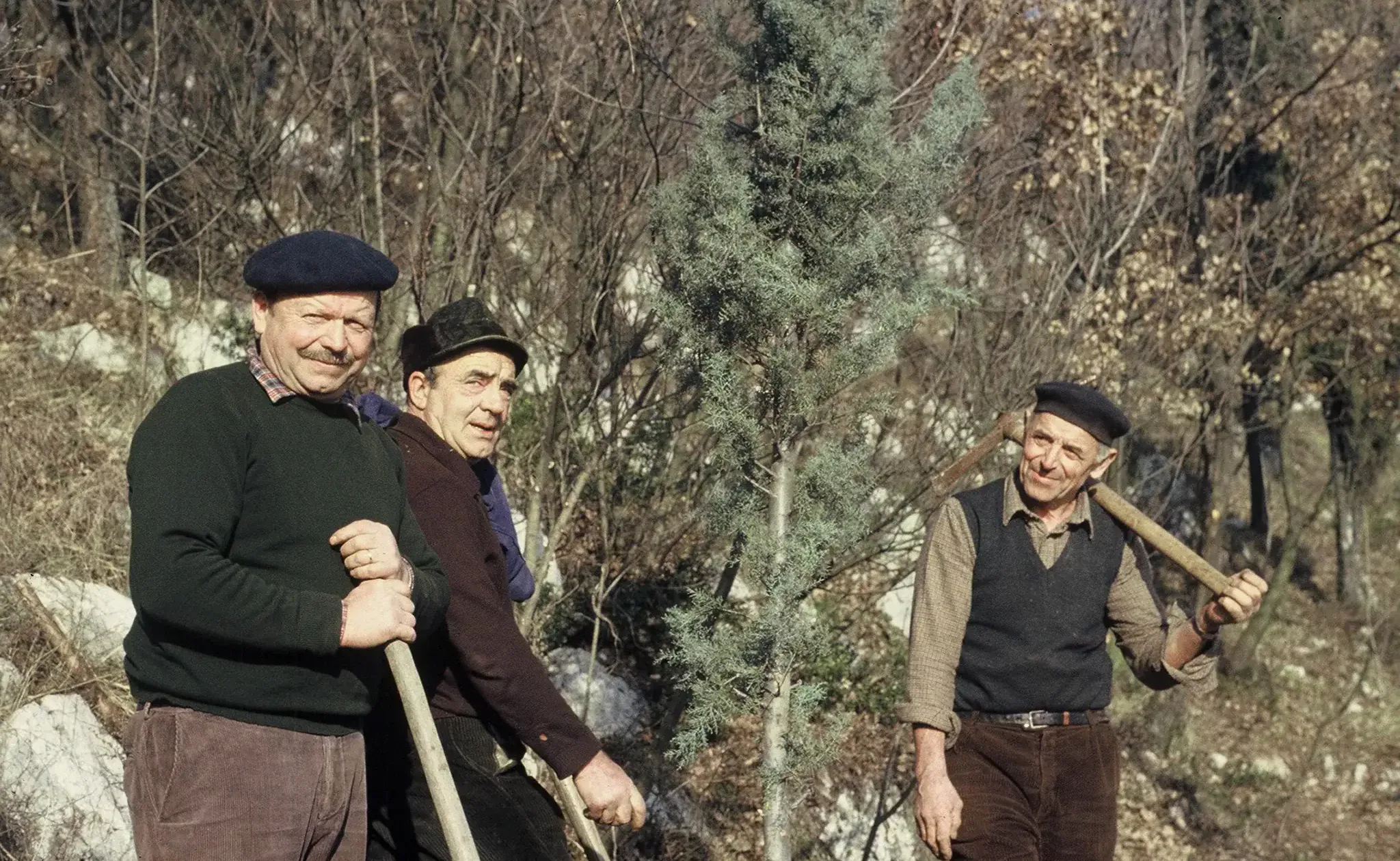GIORNATA ALBERI000048