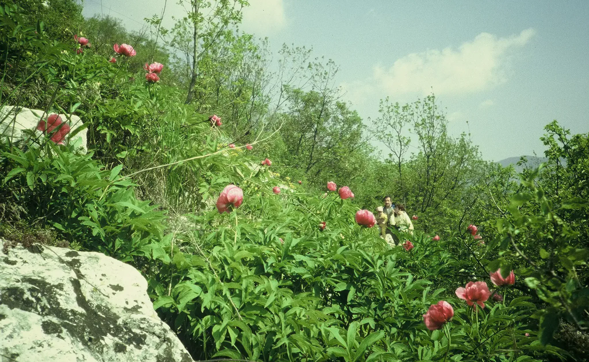 GIORNATA ALBERI000058
